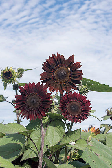 Sunflower Flower seeds for Planting Vibrant Colors Heirloom & GMO Free Seeds for Home Garden