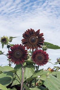 Sunflower Flower seeds for Planting Vibrant Colors Heirloom & GMO Free Seeds for Home Garden