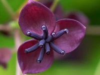 Chocolate Vine with purple, fragrant flowers