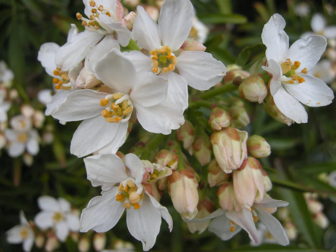 Aztec Pearl Flower seeds for Planting Pollinator Friendly Heirloom & GMO Free Seeds for Home Garden 
 
 Sale