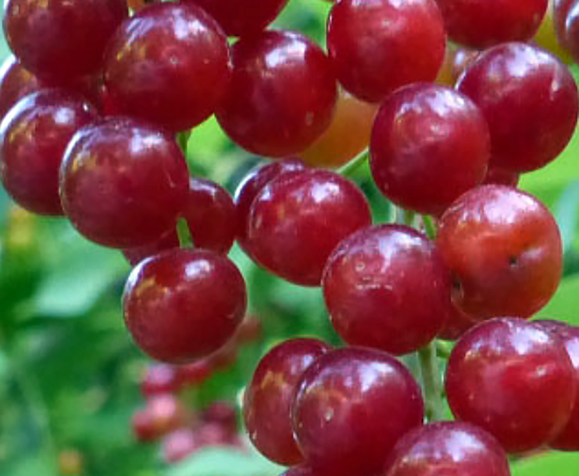 Chokecherry Seeds for Planting