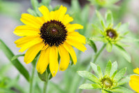 Eyed Flower seeds for Planting Cottage Garden Essential Heirloom & GMO Free Seeds for Home Garden