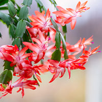Christmas Cactus Flower seeds for Planting - Hardy Variety, Heirloom & GMO Free Seeds for Home Garden