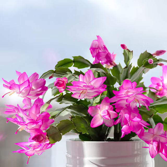Purple White Schlumbergera for Planting Drought Tolerant Heirloom & GMO Free Seeds for Home Garden
 
 Sale