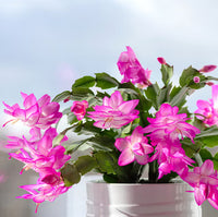 Purple White Schlumbergera for Planting Drought Tolerant Heirloom & GMO Free Seeds for Home Garden
 
 Sale