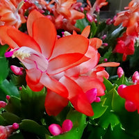 Orange Schlumbergera Flower seeds for Planting Perfect for Borders Heirloom & GMO Free Seeds for Home Garden