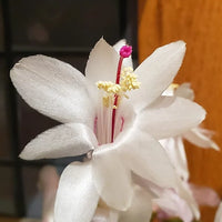 White Schlumbergera Flower Planting for Graceful Indoor Decor - Seed for Gorgeous Blossoms Throughout the Year