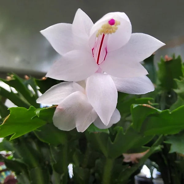 Pink & White Schlumbergera Flower seeds for Planting - Long Bloom Season, Heirloom & GMO Free Seeds for Home Garden