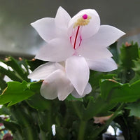 Pink & White Schlumbergera Flower seeds for Planting - Long Bloom Season, Heirloom & GMO Free Seeds for Home Garden