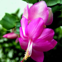 Mixed Schlumbergera Flower seeds for Planting Low Maintenance Heirloom & GMO Free Seeds for Home Garden