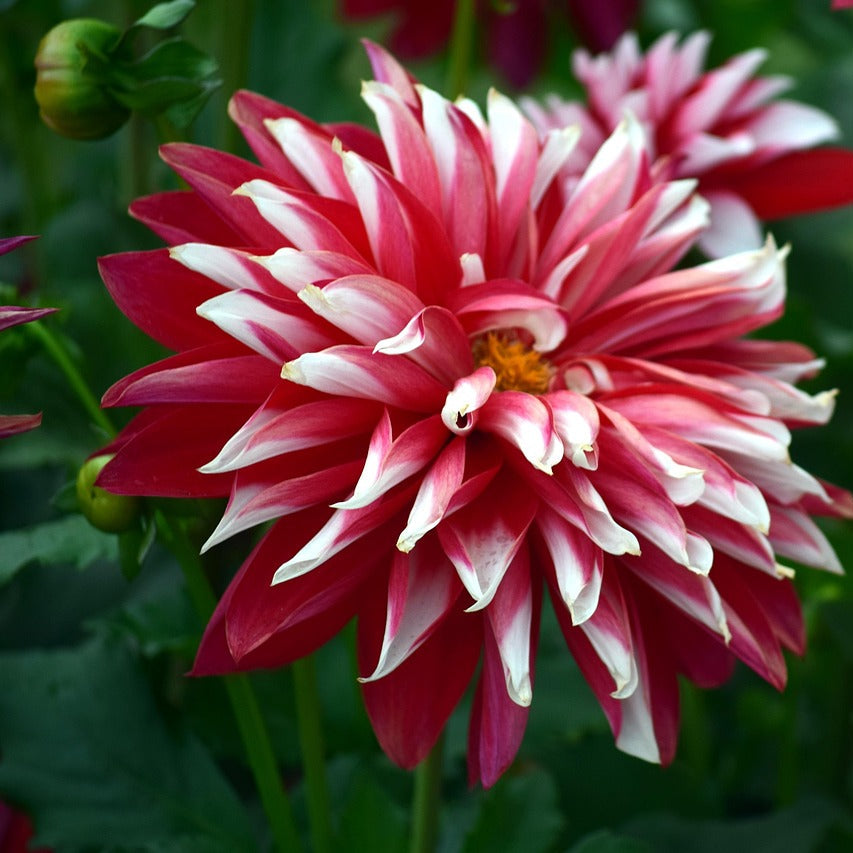 Deep Red White Chrysanthemum Flower seeds for Planting - Compact Growth, Heirloom & GMO Free Seeds for Home Garden