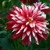 Deep Red White Chrysanthemum Flower seeds for Planting - Compact Growth, Heirloom & GMO Free Seeds for Home Garden