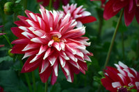 White and Red Chrysanthemum Flower seeds for Planting - Fragrant Blossoms, Heirloom & GMO Free Seeds for Home Garden