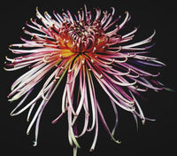 Japan Spider Chrysanthemums Seeds for Planting - Unique Floral Beauty