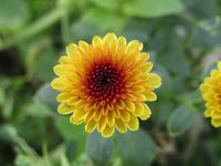 Yellow Chrysanthemum Flower seeds for Planting Hardy Variety Heirloom & GMO Free Seeds for Home Garden 
 
 Sale
