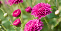 Chrysanthemum Perennial Flower seeds for Planting Shade Tolerant Heirloom & GMO Free Seeds for Home Garden 
 
 Sale