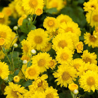 Sharklated Magic Flower Seeds for Dry-Tolerant Annual Plants