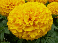 Chrysanthemum Marigold Flower seeds for Planting Bright Blooms Heirloom & GMO Free Seeds for Home Garden