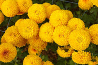 Chrysanthemum Marigold Flower seeds for Planting Bright Blooms Heirloom & GMO Free Seeds for Home Garden