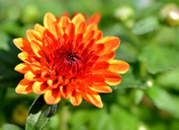 Chrysanthemum Orange Yellow Flower seeds for Planting - Compact Growth, Heirloom & GMO Free Seeds for Home Garden