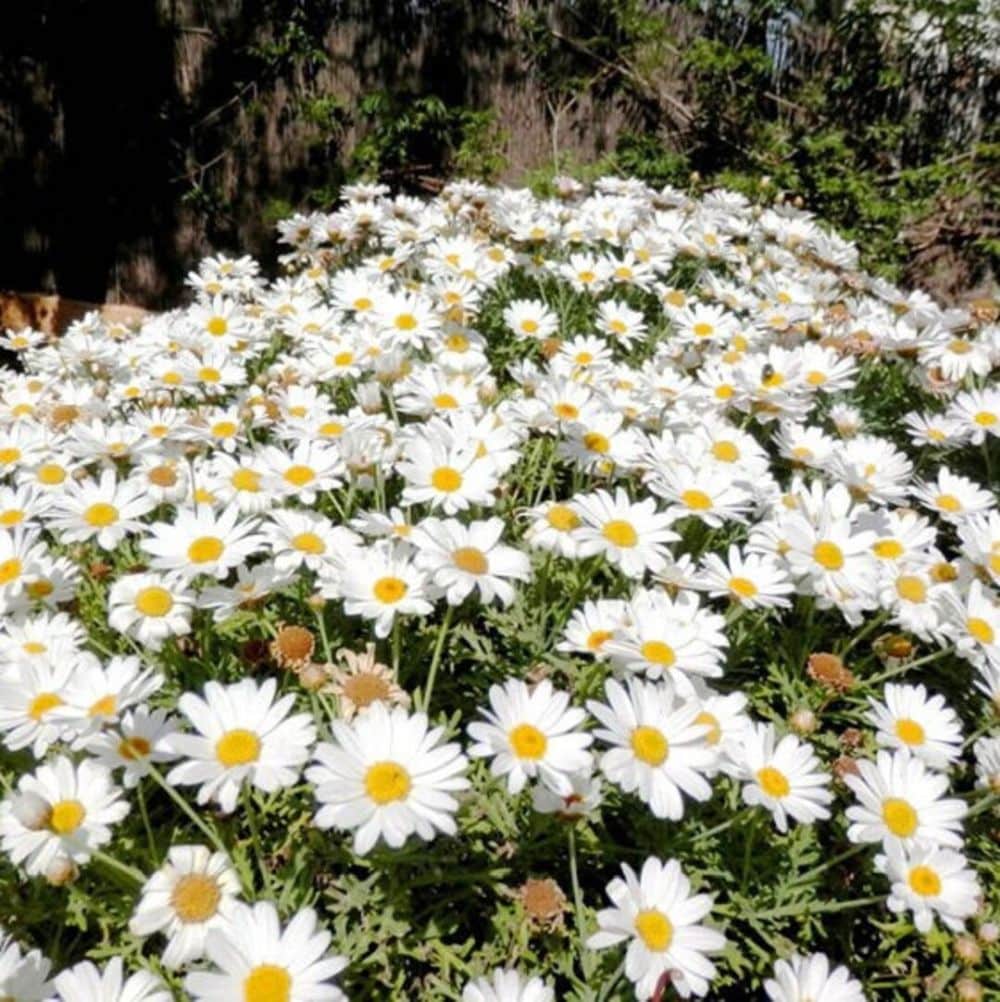 White Paludosum Flower seeds for Planting - Cut Flower Favorite, Heirloom & GMO Free Seeds for Home Garden