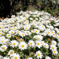 White Paludosum Flower seeds for Planting - Cut Flower Favorite, Heirloom & GMO Free Seeds for Home Garden