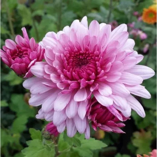 Pink White Chrysanthemum Flower seeds for Planting - Drought Tolerant, Heirloom & GMO Free Seeds for Home Garden
 
 Sale
