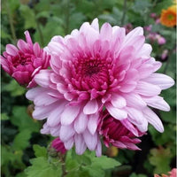 Pink White Chrysanthemum Flower seeds for Planting - Drought Tolerant, Heirloom & GMO Free Seeds for Home Garden
 
 Sale