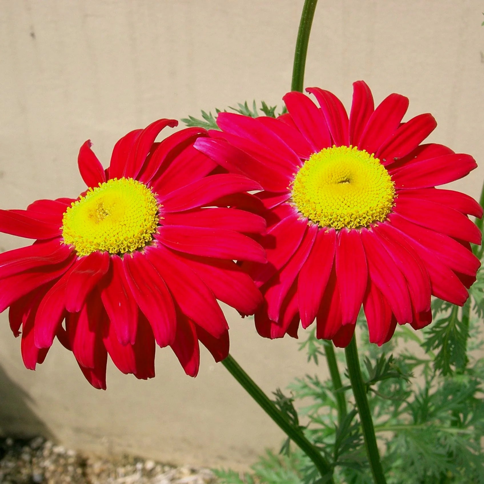 Chrysanthemum Robinson Flower seeds for Planting Easy to Grow Heirloom & GMO Free Seeds for Home Garden