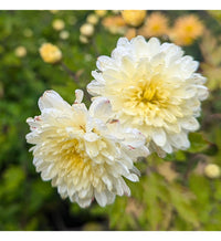 Yellow White Chrysanthemum Flower seeds for Planting - Hardy Variety, Heirloom & GMO Free Seeds for Home Garden