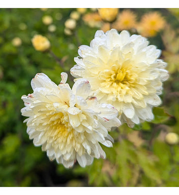 Yellow White Chrysanthemum Flower seeds for Planting - Hardy Variety, Heirloom & GMO Free Seeds for Home Garden