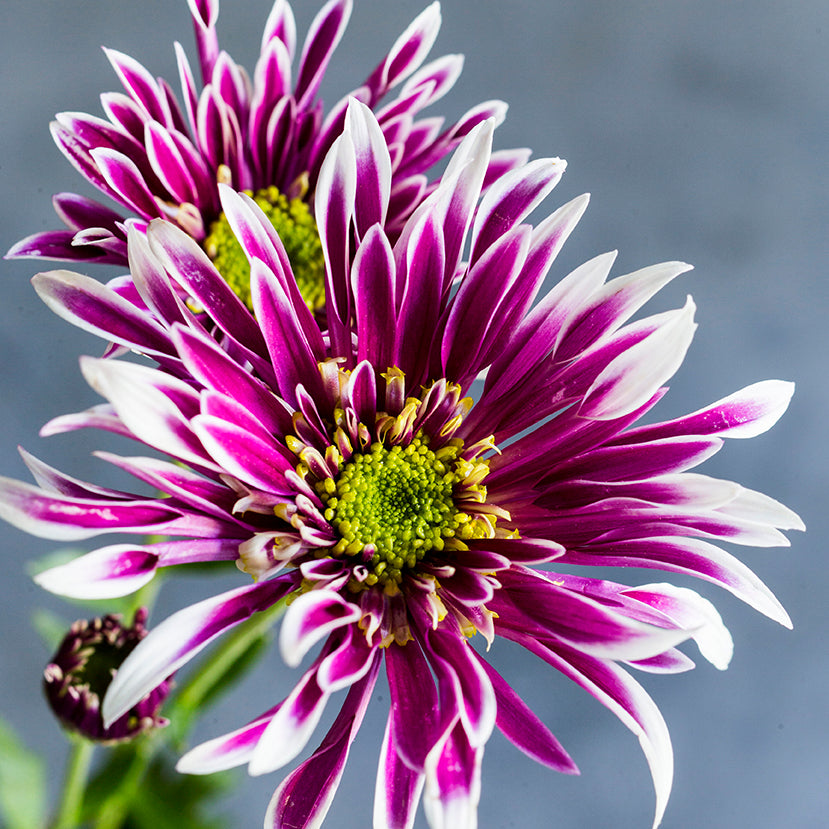 Purple White Chrysanthemum Flower seeds for Planting - Drought Tolerant, Heirloom & GMO Free Seeds for Home Garden