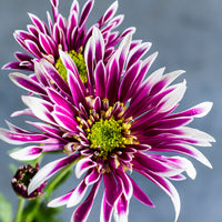 Purple White Chrysanthemum Flower seeds for Planting - Drought Tolerant, Heirloom & GMO Free Seeds for Home Garden
