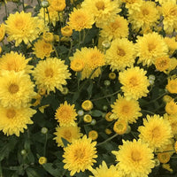 Chrysanthemum Pink Yellow Flower seeds for Planting - Compact Growth, Heirloom & GMO Free Seeds for Home Garden