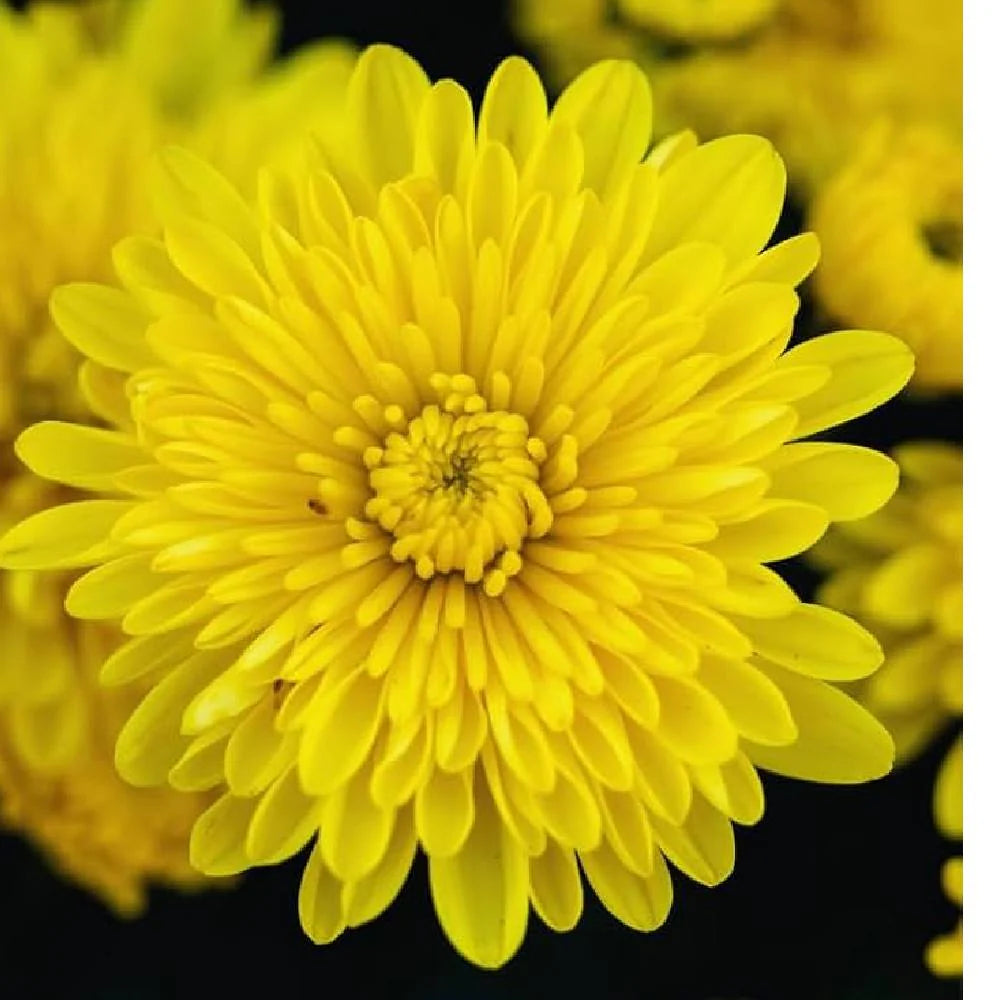 Chrysanthemum Flower seeds for Planting Drought Tolerant Heirloom & GMO Free Seeds for Home Garden 
 
 Sale