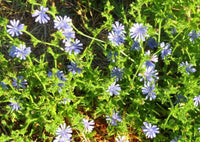 Cichorium intybus chicory seeds leafy and tall growth