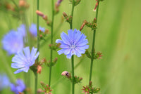 Cichorium Intybus Flower seeds for Planting Compact Growth Heirloom & GMO Free Seeds for Home Garden
