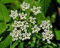 Cicuta Maculata Seeds for Botanical Study Reference