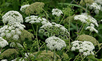 Cicuta Maculata Flower seeds for Planting - Premium Quality, Heirloom & GMO Free Seeds for Home Garden
