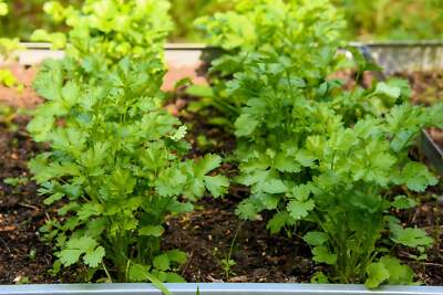Harvested Edible Seeds from Leisure Cilantro Coriandrum sativum