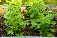 Harvested Edible Seeds from Leisure Cilantro Coriandrum sativum