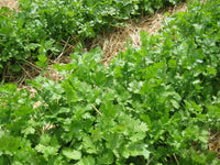 Green Santo Cilantro Vegetable Planting Seeds