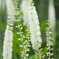 Cimicifuga Flower Seeds for Planting
