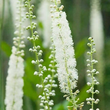 Cimicifuga Flower Seeds for Planting