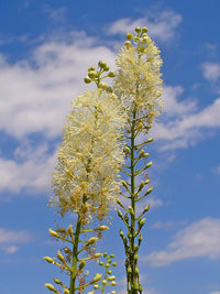 Cimicifuga Growing in Shaded Woodland Garden