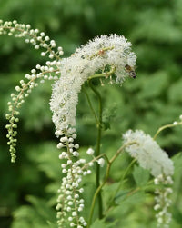 Cimicifuga Racemosa Flower seeds for Planting Hardy Variety Heirloom & GMO Free Seeds for Home Garden