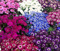 Purple Mixed Cineraria Flower Seeds for Planting Long Bloom Season Heirloom & GMO Free Seeds for Home Garden
 
 Sale