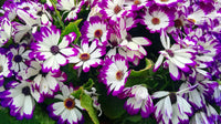White Purple Cineraria Flower seeds for Planting - Vibrant Colors, Heirloom & GMO Free Seeds for Home Garden