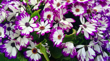 White Purple Cineraria Flower seeds for Planting - Vibrant Colors, Heirloom & GMO Free Seeds for Home Garden