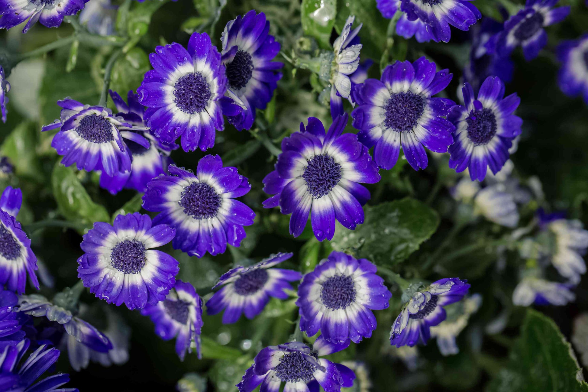 Purple Florists Cineraria Flower seeds for Planting - Low Maintenance, Heirloom & GMO Free Seeds for Home Garden